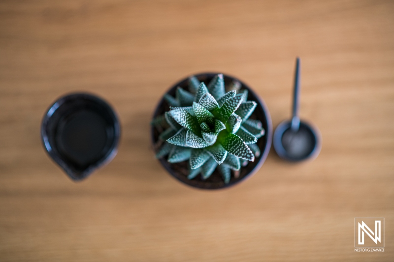 Succulent plant arrangement in a cozy Curacao brand setting with a watering can and planting tool on a wooden surface