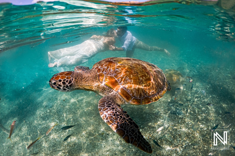 Underwater scene in Curacao shows a turtle swimming near a diver holding a white fabric