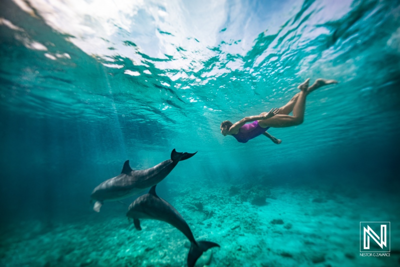 Swimming with dolphins in the clear waters of Curacao
