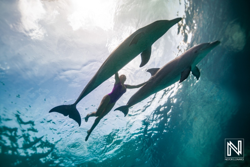 Diver interacts with dolphins underwater in Curacao during a bright day