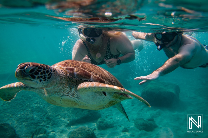 Swimming with a turtle in Curacao's underwater scene