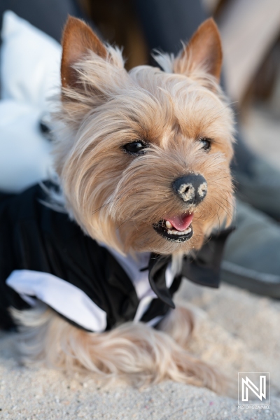 Wedding dog