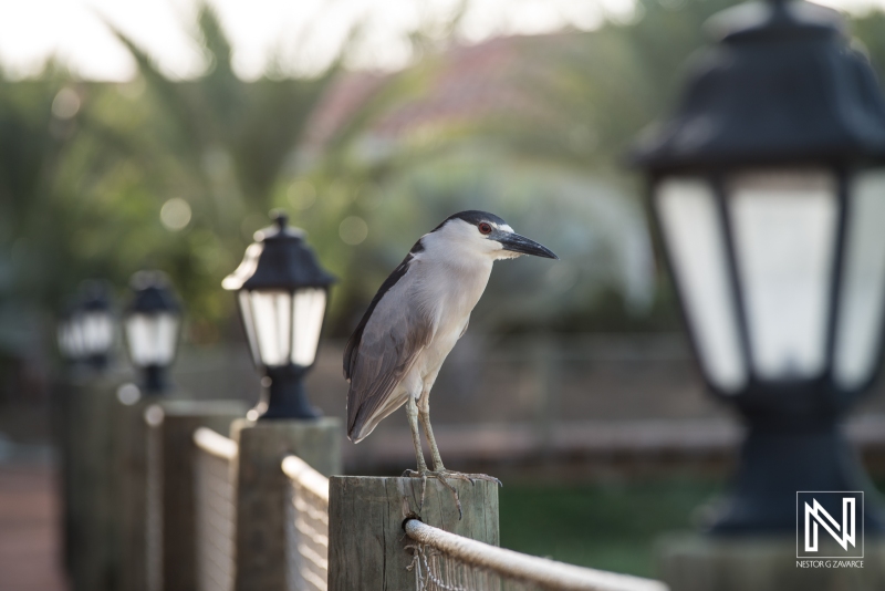 Bird on a pier