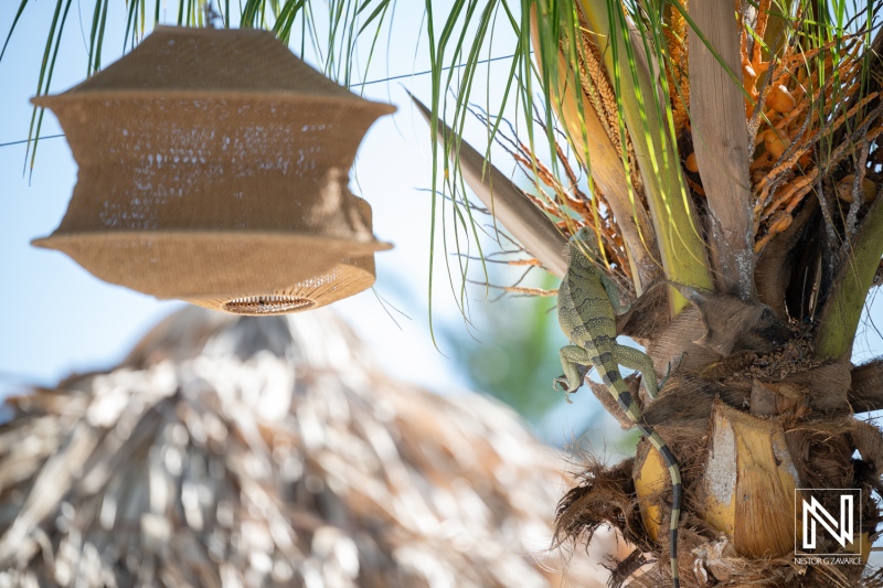 Wedding celebration at Avila Beach Hotel in Curacao with decorations and local wildlife