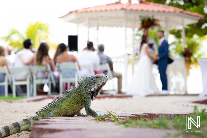 Iguana at the Wedding ceremony