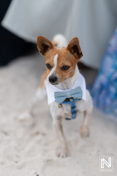 Celebration of love with a charming dog dressed for a wedding at Playa Hunku in Curacao, capturing a delightful moment on the sandy beach